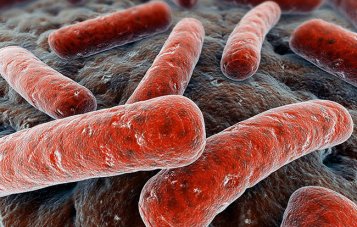 Охота на «Даму с камелиями»